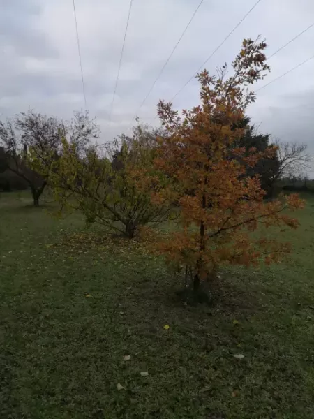 automne antre des vices